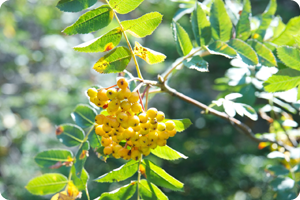 Quiet Heart Music Testimonial